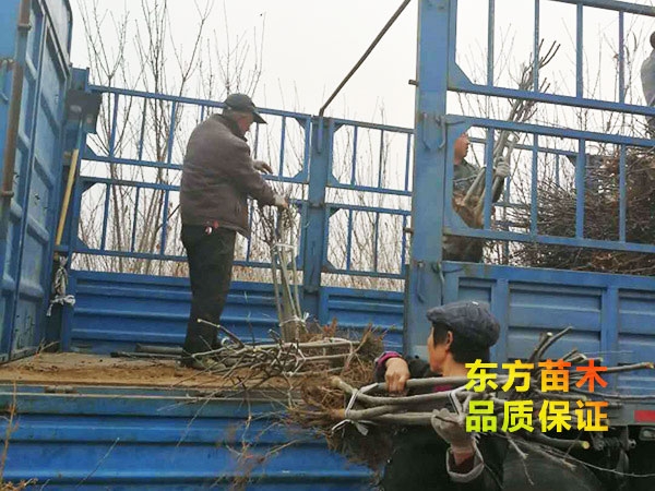 裝車現(xiàn)場