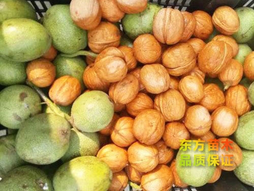強特勒核桃苗