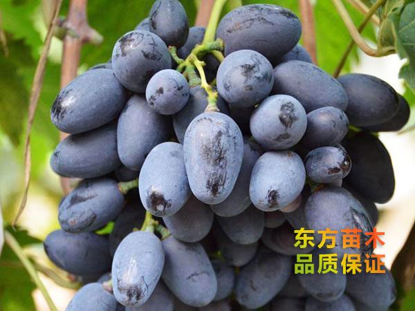 紫甜無核葡萄