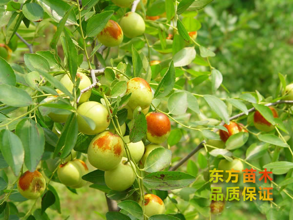 棗樹(shù)苗