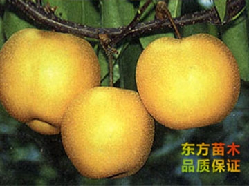 愛甘水梨