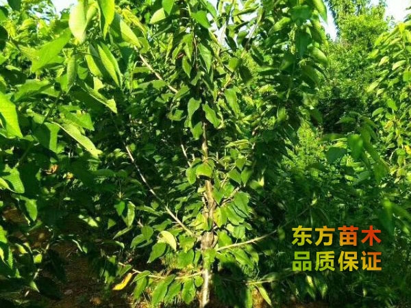 櫻桃苗