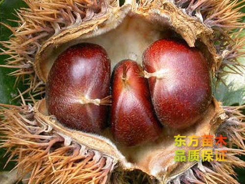 華豐板栗