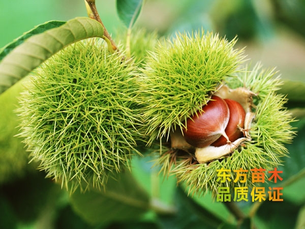 華光板栗