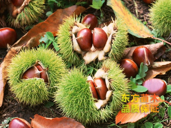 黃棚板栗