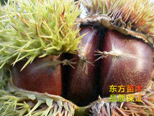 石豐板栗