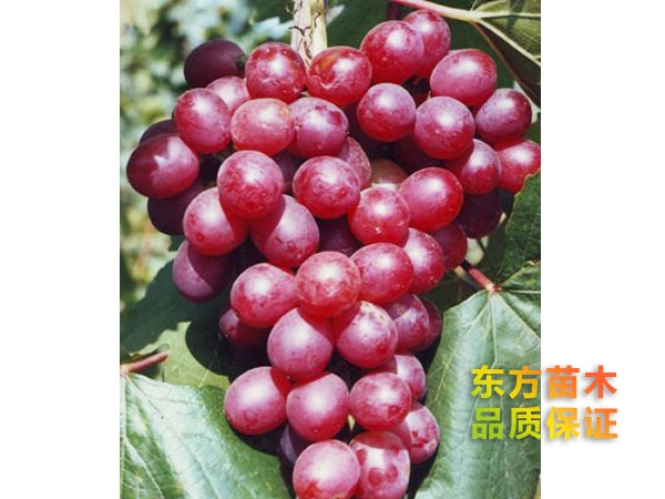 興華一號(hào)葡萄