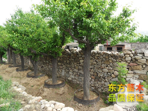 杏樹(shù)苗