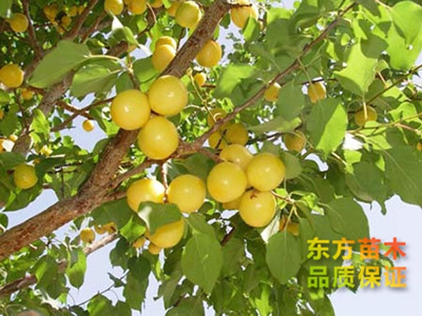 杏樹(shù)苗