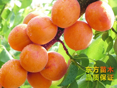 杏樹(shù)苗
