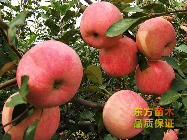 蘋果苗