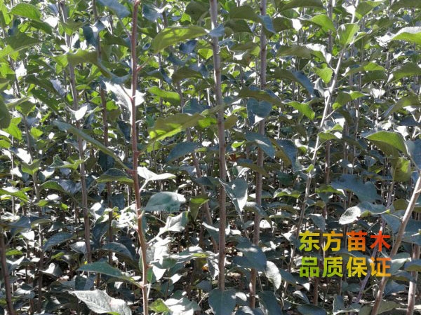 蘋果樹苗栽植中的注意事項