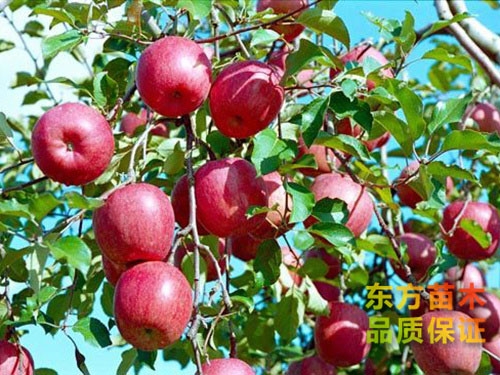 蘋果苗