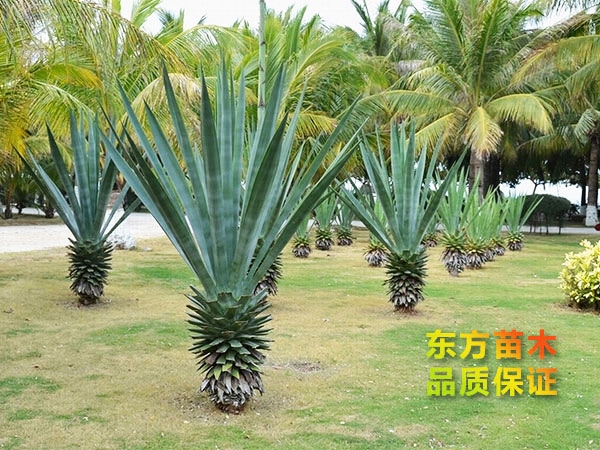 劍麻