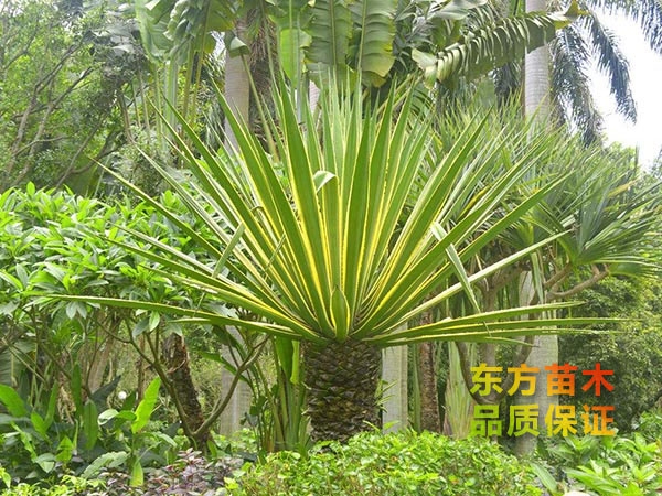 劍麻