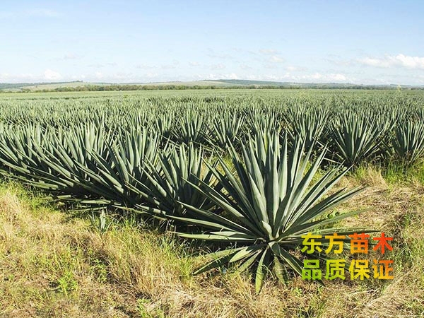 劍麻
