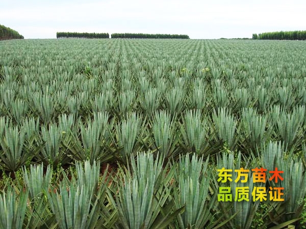 劍麻