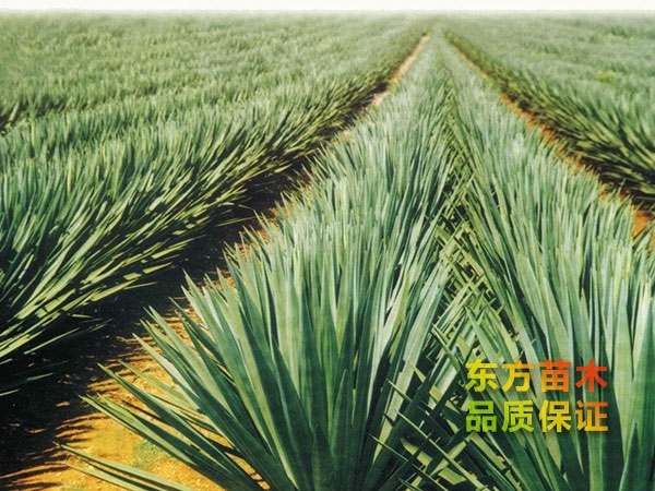 劍麻
