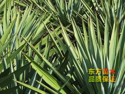 劍麻