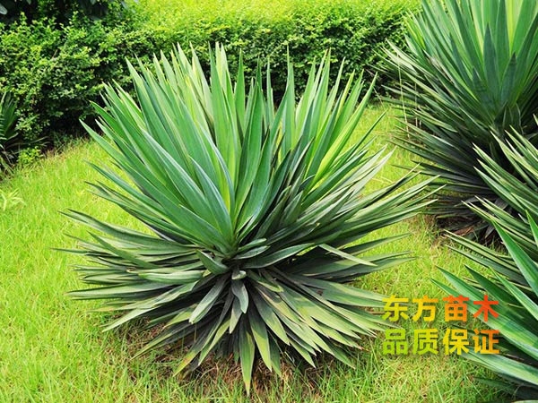 劍麻