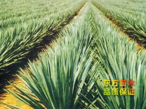 劍麻