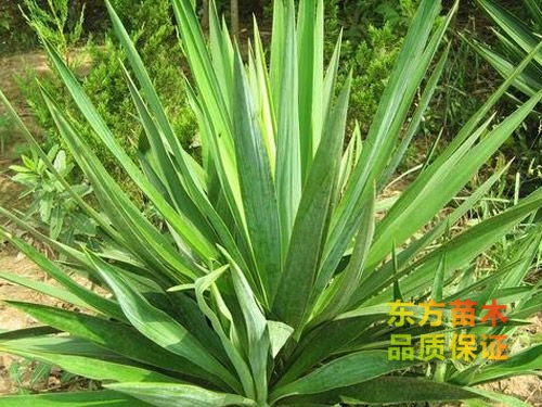 劍麻