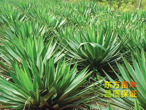 劍麻