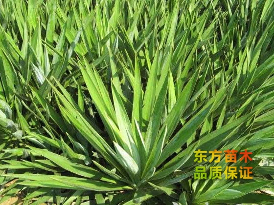 劍麻