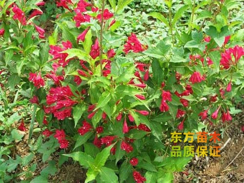 紅王子錦帶