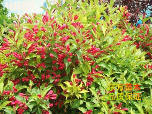 紅王子錦帶