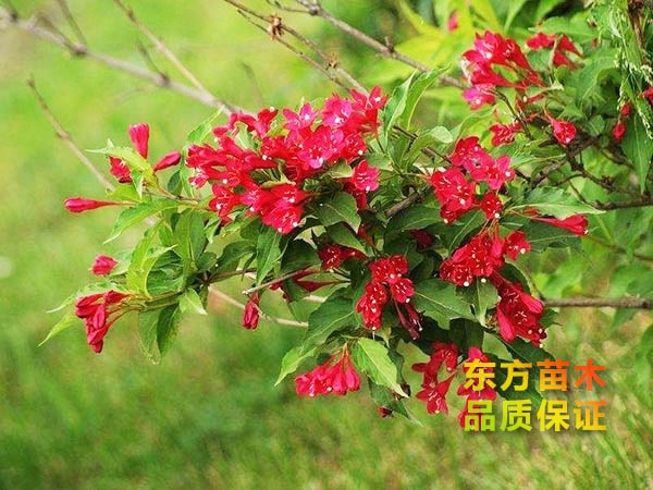 紅王子錦帶