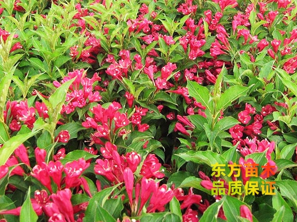 紅王子錦帶