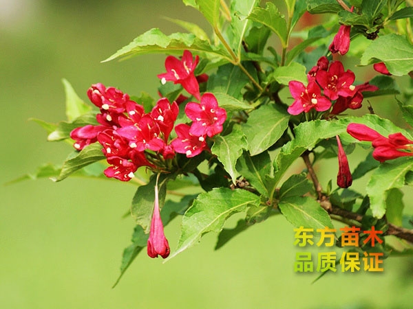 紅王子錦帶