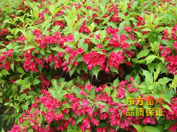 紅王子錦帶