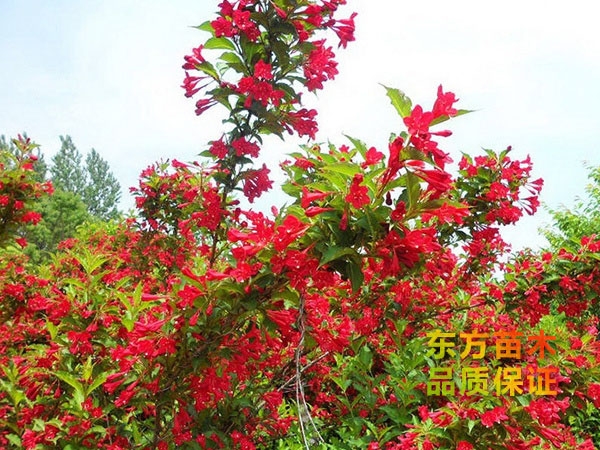 紅王子錦帶