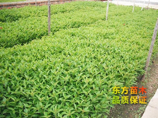 紅王子錦帶