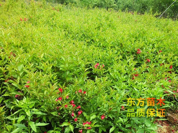 紅王子錦帶