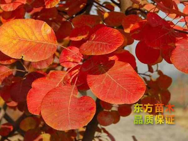 黃櫨