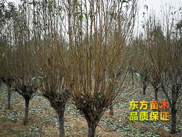 龍柱碧桃