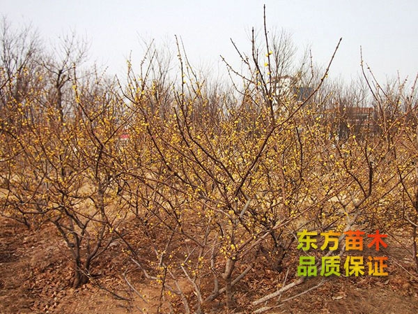 臘梅