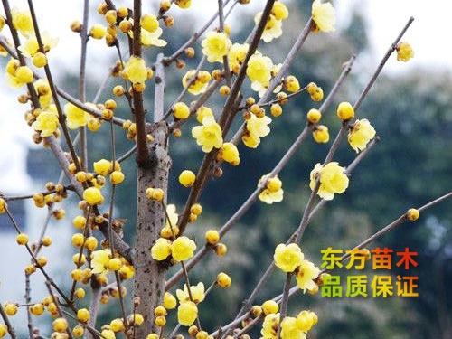 臘梅