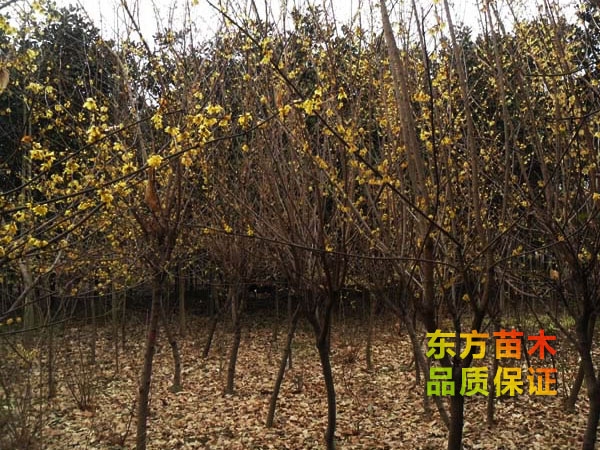 臘梅