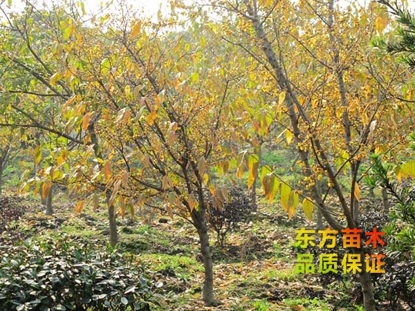 臘梅