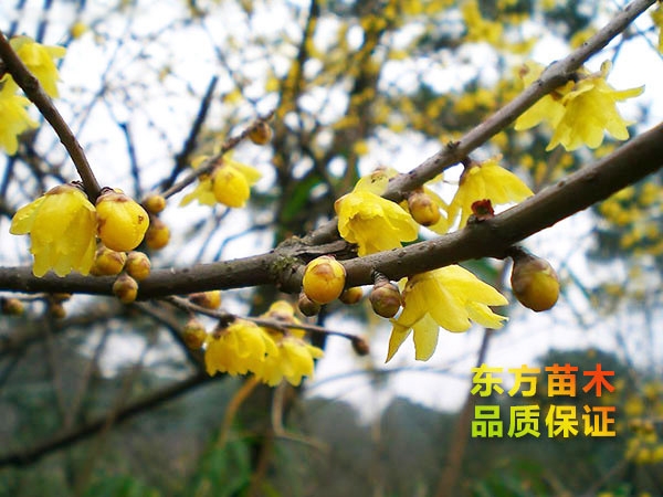 臘梅