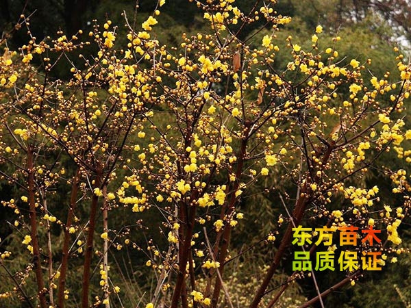臘梅