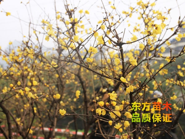 臘梅