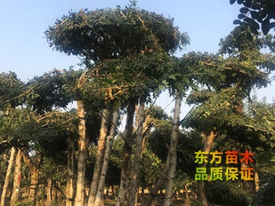 對(duì)節(jié)白蠟