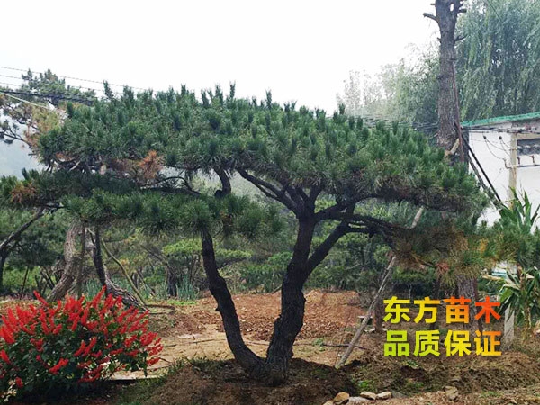 景觀松
