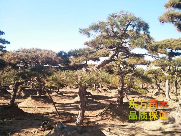 景觀松