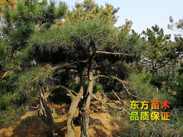 景觀松